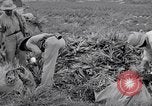 Image l'agriculture d'ananas en Amérique du Sud, 1948, de la seconde 42 séquences d'archives historiques vidéo 65675038969