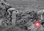 Image l'agriculture d'ananas en Amérique du Sud, 1948, de la seconde 43 séquences d'archives historiques vidéo 65675038969