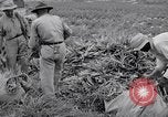Image l'agriculture d'ananas en Amérique du Sud, 1948, de la seconde 44 séquences d'archives historiques vidéo 65675038969
