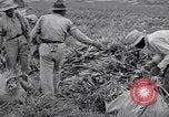 Image l'agriculture d'ananas en Amérique du Sud, 1948, de la seconde 45 séquences d'archives historiques vidéo 65675038969