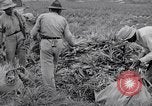 Image l'agriculture d'ananas en Amérique du Sud, 1948, de la seconde 46 séquences d'archives historiques vidéo 65675038969