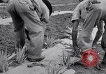 Image l'agriculture d'ananas en Amérique du Sud, 1948, de la seconde 49 séquences d'archives historiques vidéo 65675038969