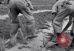 Image l'agriculture d'ananas en Amérique du Sud, 1948, de la seconde 50 séquences d'archives historiques vidéo 65675038969