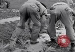 Image l'agriculture d'ananas en Amérique du Sud, 1948, de la seconde 51 séquences d'archives historiques vidéo 65675038969