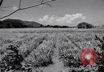 Image l'agriculture d'ananas en Amérique du Sud, 1948, de la seconde 60 séquences d'archives historiques vidéo 65675038969