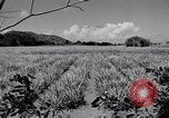 Image l'agriculture d'ananas en Amérique du Sud, 1948, de la seconde 61 séquences d'archives historiques vidéo 65675038969