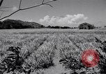 Image l'agriculture d'ananas en Amérique du Sud, 1948, de la seconde 62 séquences d'archives historiques vidéo 65675038969