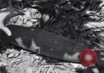 Image of Israeli troops Israel, 1948, second 53 stock footage video 65675038970