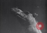 Image of Arab League Jordan, 1948, second 3 stock footage video 65675038971
