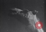 Image of Arab League Jordan, 1948, second 4 stock footage video 65675038971