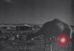 Image of Arab League Jordan, 1948, second 34 stock footage video 65675038971