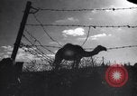 Image of Arab League Jordan, 1948, second 40 stock footage video 65675038971