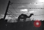 Image of Arab League Jordan, 1948, second 41 stock footage video 65675038971