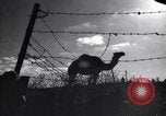 Image of Arab League Jordan, 1948, second 42 stock footage video 65675038971