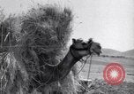 Standbild Araber Jordanien, 1948, aus Sekunde 48 historischem Filmmaterial Videoclip 65675038972