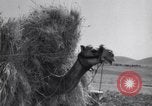 Standbild Araber Jordanien, 1948, aus Sekunde 49 historischem Filmmaterial Videoclip 65675038972