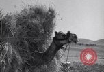 Standbild Araber Jordanien, 1948, aus Sekunde 51 historischem Filmmaterial Videoclip 65675038972
