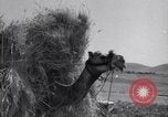 Standbild Araber Jordanien, 1948, aus Sekunde 52 historischem Filmmaterial Videoclip 65675038972
