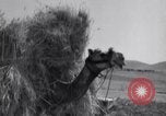 Standbild Araber Jordanien, 1948, aus Sekunde 53 historischem Filmmaterial Videoclip 65675038972