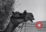 Standbild Araber Jordanien, 1948, aus Sekunde 54 historischem Filmmaterial Videoclip 65675038972