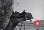 Standbild Araber Jordanien, 1948, aus Sekunde 55 historischem Filmmaterial Videoclip 65675038972