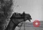 Standbild Araber Jordanien, 1948, aus Sekunde 56 historischem Filmmaterial Videoclip 65675038972
