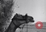 Standbild Araber Jordanien, 1948, aus Sekunde 57 historischem Filmmaterial Videoclip 65675038972