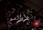 Image of Alaska United States USA, 1960, second 35 stock footage video 65675038984
