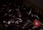 Image of Alaska United States USA, 1960, second 36 stock footage video 65675038984