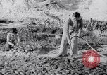 Image of Irrigation Palestine, 1945, second 39 stock footage video 65675038999