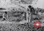 Image of Irrigation Palestine, 1945, second 40 stock footage video 65675038999