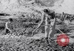 Image of Irrigation Palestine, 1945, second 41 stock footage video 65675038999