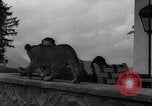Image of Hermann Goring with pet lion cub at his hunting lodge Germany, 1935, second 31 stock footage video 65675039012