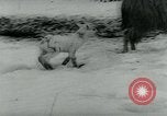Immagine di Inondazioni in Sardegna Sardegna Italia, 1963, secondo 23 filmato di repertorio 65675039103