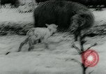 Immagine di Inondazioni in Sardegna Sardegna Italia, 1963, secondo 24 filmato di repertorio 65675039103