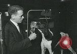 Immagine di Westminster Kennel Club Dog Show event New York United States USA, 1963, secondo 9 filmato di repertorio 65675039116