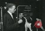 Immagine di Westminster Kennel Club Dog Show event New York United States USA, 1963, secondo 10 filmato di repertorio 65675039116