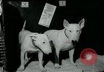 Immagine di Westminster Kennel Club Dog Show event New York United States USA, 1963, secondo 12 filmato di repertorio 65675039116