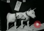 Immagine di Westminster Kennel Club Dog Show event New York United States USA, 1963, secondo 13 filmato di repertorio 65675039116
