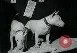 Immagine di Westminster Kennel Club Dog Show event New York United States USA, 1963, secondo 14 filmato di repertorio 65675039116