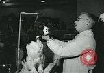 Immagine di Westminster Kennel Club Dog Show event New York United States USA, 1963, secondo 16 filmato di repertorio 65675039116