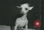 Immagine di Westminster Kennel Club Dog Show event New York United States USA, 1963, secondo 19 filmato di repertorio 65675039116