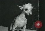 Immagine di Westminster Kennel Club Dog Show event New York United States USA, 1963, secondo 20 filmato di repertorio 65675039116