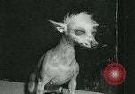 Immagine di Westminster Kennel Club Dog Show event New York United States USA, 1963, secondo 21 filmato di repertorio 65675039116