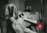 Immagine di Westminster Kennel Club Dog Show event New York United States USA, 1963, secondo 22 filmato di repertorio 65675039116