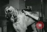 Immagine di Westminster Kennel Club Dog Show event New York United States USA, 1963, secondo 23 filmato di repertorio 65675039116