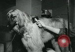 Immagine di Westminster Kennel Club Dog Show event New York United States USA, 1963, secondo 24 filmato di repertorio 65675039116