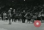 Immagine di Westminster Kennel Club Dog Show event New York United States USA, 1963, secondo 27 filmato di repertorio 65675039116