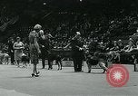 Immagine di Westminster Kennel Club Dog Show event New York United States USA, 1963, secondo 28 filmato di repertorio 65675039116