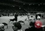 Immagine di Westminster Kennel Club Dog Show event New York United States USA, 1963, secondo 30 filmato di repertorio 65675039116